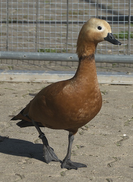 断更迭